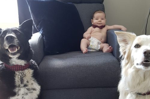 Deux chiens et un bébé